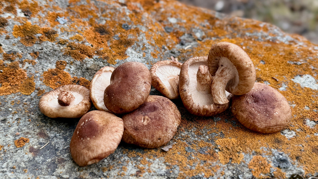 Shiitake Mushroom Supplements: Benefits, Research & How They Support Immunity